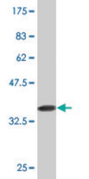 Monoclonal Anti-IL6R antibody produced in mouse clone 1E11, purified immunoglobulin, buffered aqueous solution