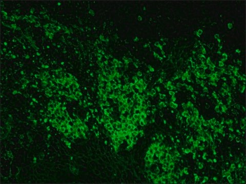 抗-山羊IgG（全分子）–FITC 兔抗 IgG fraction of antiserum, buffered aqueous solution