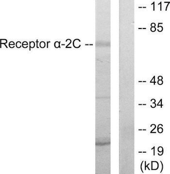 Anti-Adrenergic Receptor &#945;-2C antibody produced in rabbit affinity isolated antibody