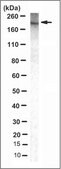 Anti-WAPL Antibody, clone 1C7-B1 clone 1C7-B1, from mouse