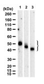 Anti-CD200 Antibody, clone 1F7 ZooMAb® Rabbit Monoclonal recombinant, expressed in HEK 293 cells