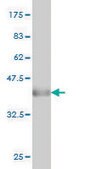 Monoclonal Anti-CAPZB antibody produced in mouse clone 4H8, purified immunoglobulin, buffered aqueous solution