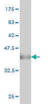 Monoclonal Anti-CAPZB antibody produced in mouse clone 4H8, purified immunoglobulin, buffered aqueous solution
