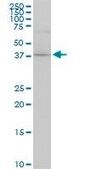 Monoclonal Anti-CYTH2 antibody produced in mouse clone 5E11, purified immunoglobulin, buffered aqueous solution