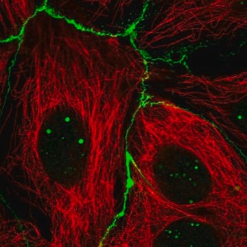 Anti-RGS19 antibody produced in rabbit Prestige Antibodies&#174; Powered by Atlas Antibodies, affinity isolated antibody