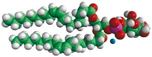 18:1 PI Avanti Research&#8482; - A Croda Brand