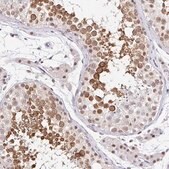 Anti-PIWIL1 antibody produced in rabbit Prestige Antibodies® Powered by Atlas Antibodies, affinity isolated antibody, buffered aqueous glycerol solution