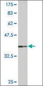 Monoclonal Anti-FBXW7, (C-terminal) antibody produced in mouse clone 1C11, purified immunoglobulin, buffered aqueous solution