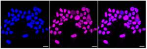KD-Validated Anti Histone acetyltransferase 1 Antibody, clone 23GB2090, Rabbit Monoclonal clone 23GB2090, recombinant rabbit monoclonal, expressed in HEK293 cells