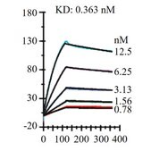 Alpaca Anti-PD-L1, recombinant single domain Antibody Recombinant Alpaca(VHH) Nano antibody
