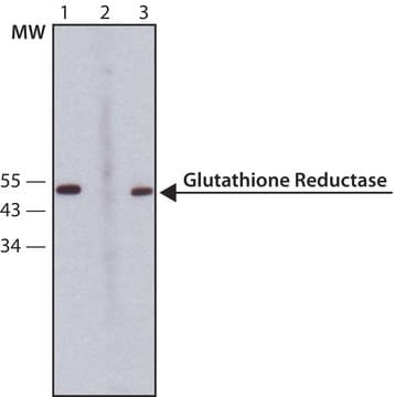 Anti-Glutathione Reductase antibody, Mouse monoclonal clone GR6, purified from hybridoma cell culture
