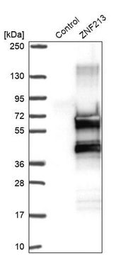 Anti-ZNF213 antibody produced in rabbit Prestige Antibodies&#174; Powered by Atlas Antibodies, affinity isolated antibody, buffered aqueous glycerol solution