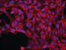 Anti-JUB (C-terminal) antibody produced in rabbit ~1.0 mg/mL, affinity isolated antibody, buffered aqueous solution