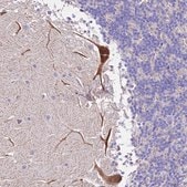 Anti-MRPL3 antibody produced in rabbit Prestige Antibodies&#174; Powered by Atlas Antibodies, affinity isolated antibody, buffered aqueous glycerol solution