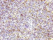 Anti-phospho-Histone H1.4 (T17) antibody, clone 3E1, Rabbit Monoclonal recombinant, expressed in HEK293F cells