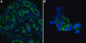 Anti-E-Cadherin Antibody, clone 1G14 ZooMAb® Rabbit Monoclonal recombinant, expressed in HEK 293 cells