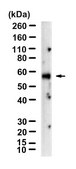 Anti-Perforin-1 Antibody, clone 1H11 ZooMAb® Rabbit Monoclonal recombinant, expressed in HEK 293 cells