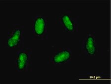 Monoclonal Anti-SAP30 antibody produced in mouse clone 4D2, purified immunoglobulin, buffered aqueous solution