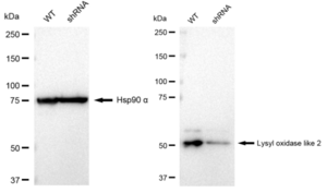KD-Validated Anti Lysyl oxidase like 2 Antibody, clone 23GB2610, Rabbit Monoclonal clone 23GB2610, recombinant rabbit monoclonal, expressed in HEK293 cells