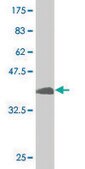 ANTI-USF2 antibody produced in mouse clone 6A9, purified immunoglobulin, buffered aqueous solution