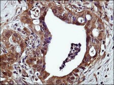 Anti-GPR120 (N-terminal) antibody produced in rabbit affinity isolated antibody, buffered aqueous solution