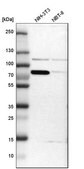 Anti-PDIA4 antibody produced in rabbit Prestige Antibodies&#174; Powered by Atlas Antibodies, affinity isolated antibody, buffered aqueous glycerol solution, Ab1