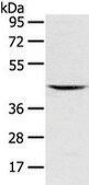 Anti-VSIG8 affinity isolated antibody