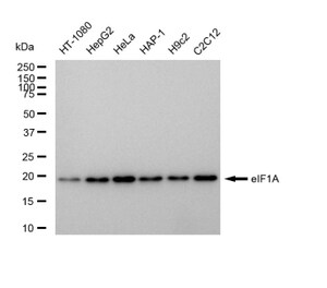 Anti EIF1A Antibody, clone 23GB5290, Rabbit Monoclonal clone 23GB5290, recombinant rabbit monoclonal, expressed in HEK293 cells