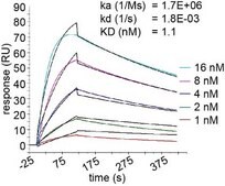 Alpaca Anti-GFP, recombinant single domain Antibody Recombinant Alpaca(VHH) Nano antibody