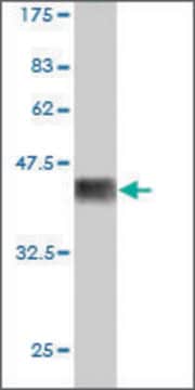 Monoclonal Anti-PLAGL1 antibody produced in mouse clone 1E2, ascites fluid