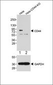 [KO Validated]Anti-CD44 antibody produced in rabbit [Knockout Validated],purified polyclonal antibody, buffered aqueous solution