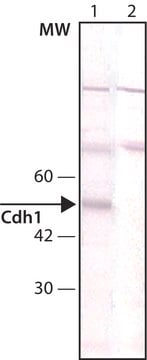 Anti-Cdh1 antibody,Mouse monoclonal clone DCS-266, purified from hybridoma cell culture