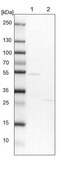 Anti-FAM126B antibody produced in rabbit Prestige Antibodies® Powered by Atlas Antibodies, affinity isolated antibody, buffered aqueous glycerol solution