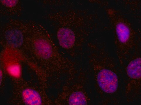Monoclonal Anti-KISS1 antibody produced in mouse ~1.0&#160;mg/mL, clone KISS-54, affinity isolated antibody