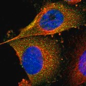 Anti-FER antibody produced in rabbit affinity isolated antibody, buffered aqueous glycerol solution