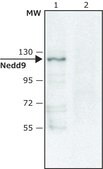 Anti-Nedd9 (C-terminal) antibody produced in rabbit affinity isolated antibody