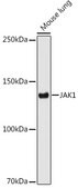 Anti-JAK1 Antibody, clone 7Q1B2, Rabbit Monoclonal