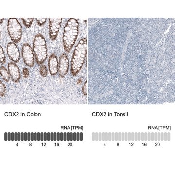 Anti-CDX2 antibody produced in mouse Prestige Antibodies&#174; Powered by Atlas Antibodies, clone CL12967, purified by using Protein A, buffered aqueous glycerol solution