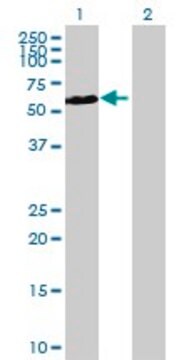 Anti-CDKL3 antibody produced in mouse purified immunoglobulin, buffered aqueous solution