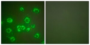 Anti-GRP75 antibody produced in rabbit affinity isolated antibody