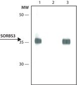 Anti-SORBS3 antibody, Mouse monoclonal clone SORB84, purified from hybridoma cell culture