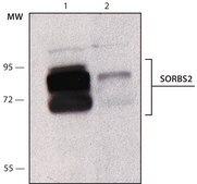 Anti-SORBS2 antibody, Mouse monoclonal clone S13N, purified from hybridoma cell culture