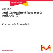 Anti-Cannabinoid Receptor 2 Antibody, CT Chemicon®, from rabbit