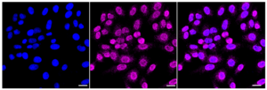Anti RASSF2 Antibody, clone 23GB4605, Rabbit Monoclonal clone 23GB4605, recombinant rabbit monoclonal, expressed in HEK293 cells