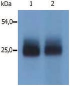 Anti-NTAL antibody produced in rabbit