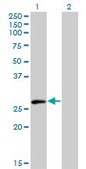 Monoclonal Anti-ELF5 antibody produced in mouse clone 3D10, purified immunoglobulin, buffered aqueous solution