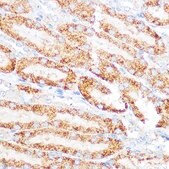 Anti- KEAP1 antibody produced in rabbit