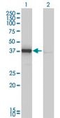 Monoclonal Anti-DNAJB4 antibody produced in mouse clone 1H2-3G4, purified immunoglobulin, buffered aqueous solution