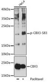 Anti-Phospho-CBX3-S83 antibody produced in rabbit