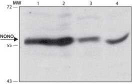 Anti-NONO (N-terminal) antibody produced in rabbit ~1.0&#160;mg/mL, affinity isolated antibody, buffered aqueous solution